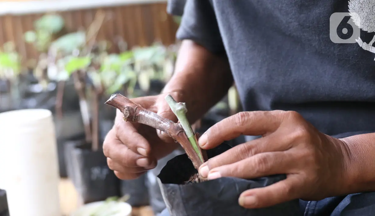 Pembibitan tanaman buah anggur di kampung anggur Tangerang, Minggu (22/11/2020). Bibit tersebut dijual kisaran 20 ribu untuk yang lokal dan jenis parian impor 125 ribu dan banyak di pesan dari luar kota, sehingga dapat menjadi roda perekonomian warga sekitar. (Liputan6.com/Angga Yuniar)