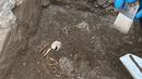Dalam foto tak bertanggal pada 24 Juni 2022, para arkeolog bekerja di area Terme Stabiane di dalam taman dekat Naples, Italia selatan, di mana sisa kura-kura yang berasal dari sekitar 2000 tahun yang lalu ditemukan. Reptil jens "Testudo hermanni" yang sedang hamil memiliki panjang 14 cm (5,5 inci). (Pompeii Archaeological Park via AP)