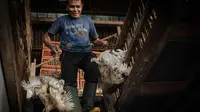 Pedagang Akui Harga Ayam Masih Tinggi di Rp 44 Ribu per Kilogram