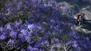 Orang-orang berdiri di bawah pohon jacaranda di Sydney, Australia (22/10/2020). Jacaranda adalah genus dari 49 spesies tanaman berbunga dalam keluarga Bignoniaceae, asli daerah tropis dan subtropis dari Amerika Tengah, Amerika Selatan, Kuba, Hispaniola dan Bahama.  (Xinhua/Bai Xuefei)