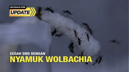 Selain DBD, Nyamuk Wolbachia Bisa Turunkan Kasus Zika dan Chikungunya