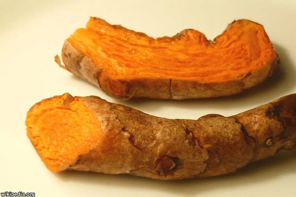 turmercroot-131108b.jpg
