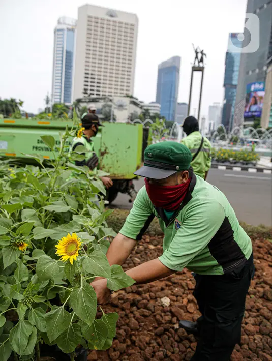 Petugas Dinas Pertamanan dan Hutan DKI Jakarta menata bunga matahari pada plater box di Bundaran HI, Jakarta, Jumat (18/6/2021). Pemasangan bunga matahari di kawasan Bundaran HI dalam rangka menyambut HUT ke-494 DKI Jakarta sekaligus mempercantik kawasan tersebut. (Liputan6.com/Faizal Fanani)