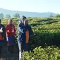 Sejumlah buruh petik teh di perkebunan di Desa Tarumajaya, Kecamatan Kertasari, Kabupaten Bandung, menyiangi tubuhnya sebelum beraktivitas. Hal ini dilakukan mengingat suhu di Kertasari lebih dingin dari biasanya. (Liputan6.com/Huyogo Simbolon)