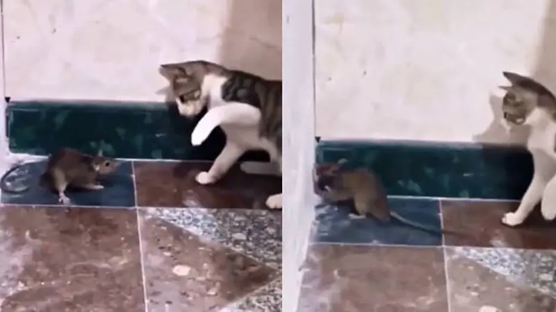 Sudah Pasrah, Aksi Kucing Tampar Tikus Ini Curi Perhatian Netizen