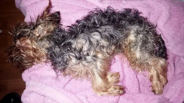 Akibat Habis dimarahi Bos, Pria Ini Tega Mencekik Anjing Hingga Mati