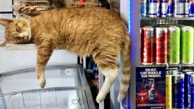 10 Potret Saat Kucing Menjaga Toko Ini Bikin Tepuk Jidat