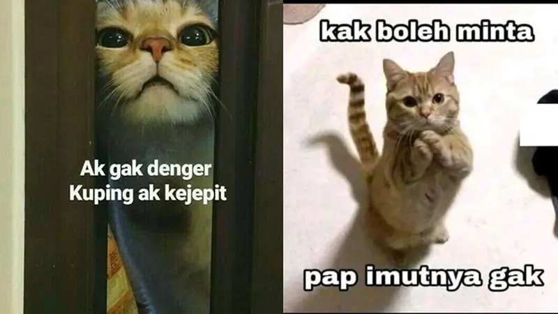 6 Meme Lucu Kucing Ini Bikin Geregetan, Cocok Buat Stiker WhatsApp