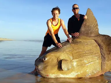 Seekor ikan matahari (Mola mola) berukuran raksasa ditemukan mati terdampar di bibir sungai Murray, Australia Selatan pada 16 Maret 2019. Penemuan ikan raksasa dengan bentuk aneh tersebut menjadi viral. (Handout/Courtesy of Linette Grzelak / AFP)