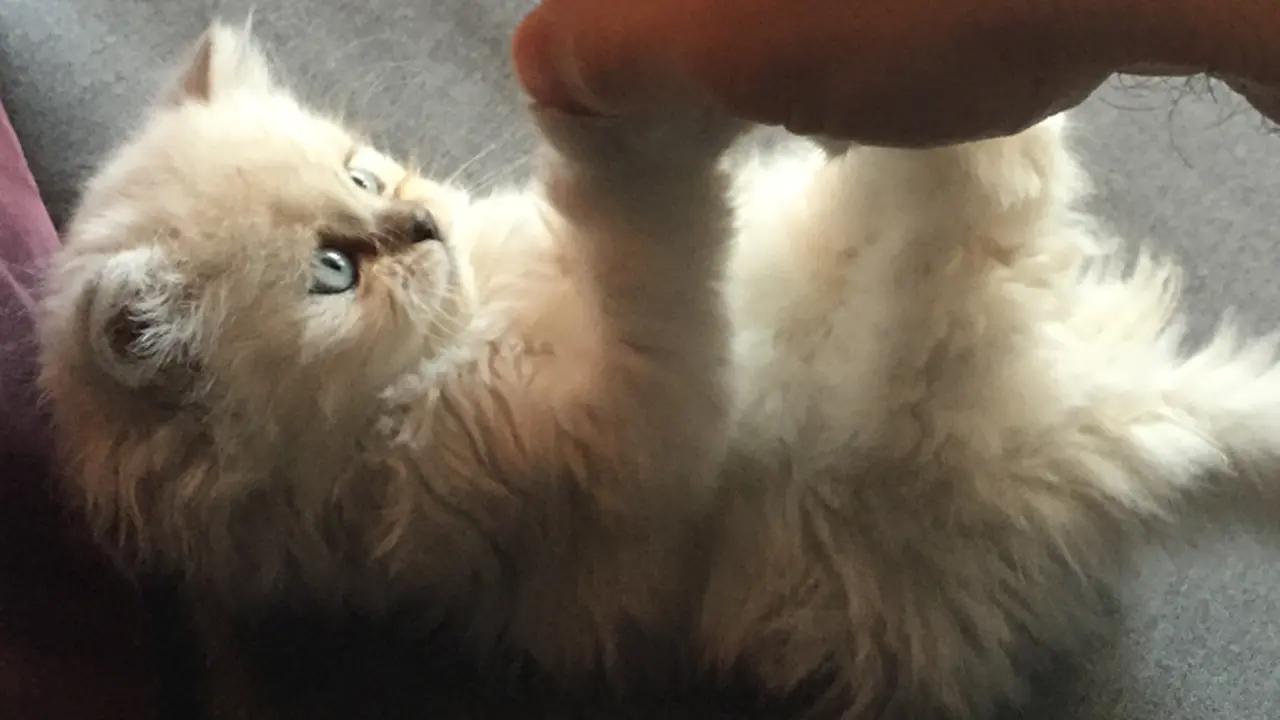 Hari Kucing Sedunia, Pekerja Dapat Kiriman Anak Kucing