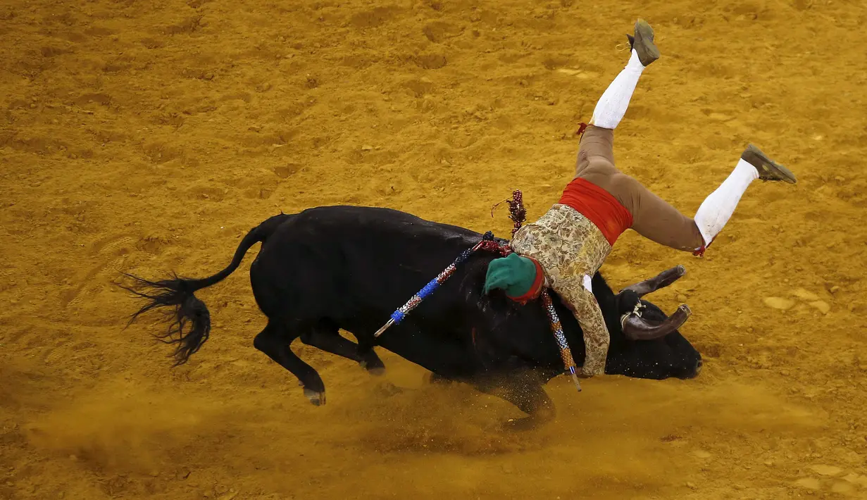 Seorang matador sedang berjuang menaklukan seekor banteng yang mengamuk di arena Campo Pequeno, Lisbon , Portugal, Kamis (9/7/2015). Aksi ini sangat berbahaya, banteng dapat melukai dan membunuh peserta. (REUTERS/Rafael Marchante)