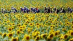 Pembalap melewati perkebunan bunga matahari saat beraksi pada ajang Tour de France 2023 di Limoges, Prancis (8/7/2023). Tour de France merupakan salah satu kejuaraan balap sepeda jalanan paling tua dan bergengsi di dunia. (Photo by Anne-Christine POUJOULAT / AFP)