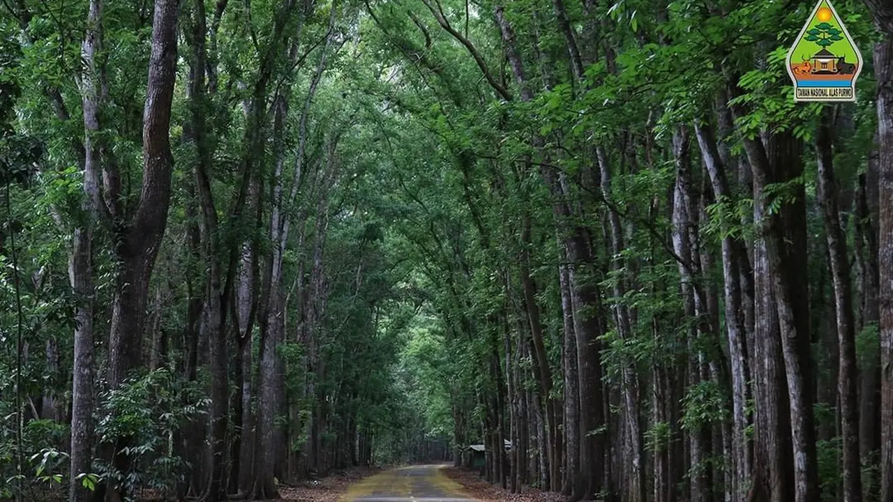 Lorong Hutan Mahoni