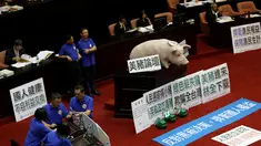 Sebuah boneka babi ditempatkan di ruang legislatif untuk menentang kebijakan impor daging babi di Taipei , Taiwan 31 Mei 2016. Boneka babi tersebut diletakkan oleh legislator Kuomintang. (REUTERS / Tyrone Siu)