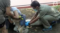 Dokter hewan dari  Suku Dinas Ketahanan Pangan Kelautan dan Pertanian Jakarta Selatan menyuntikkan vaksin antirabies kepada seekor anjing di Perumahan Bumi Karang Tengah, Jakarta Selatan, Selasa (21/9/2021). Kegiatan ini menargetkan Provinsi DKI Jakarta bebas rabies. (merdeka.com/Arie Basuki)