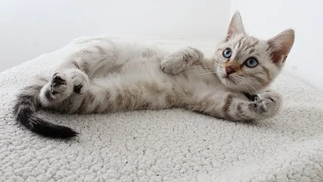 Cara Mengatasi Kerontokan Bulu Kucing