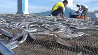Foto: Produk Ikan Teri yang merupakan BUMDES 7 Maret Hadakewa, Kabupaten Lembata, NTT (Liputan6.com/Dion)