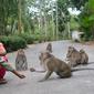 Kawanan monyet bermain dengan anak-anak di Cikakak, Wangon, Banyumas. (Foto: Liputan6.com/Muhamad Ridlo)