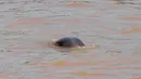 Seekor lumba-lumba tak bersirip berenang di Sungai Yangtze di Yichang, Provinsi Hubei, China tengah, pada 3 Agustus 2020. Lumba-lumba tak bersirip, spesies endemik di China, menjadi indikator penting untuk ekologi Sungai Yangtze. (Xinhua/Wang Gang)