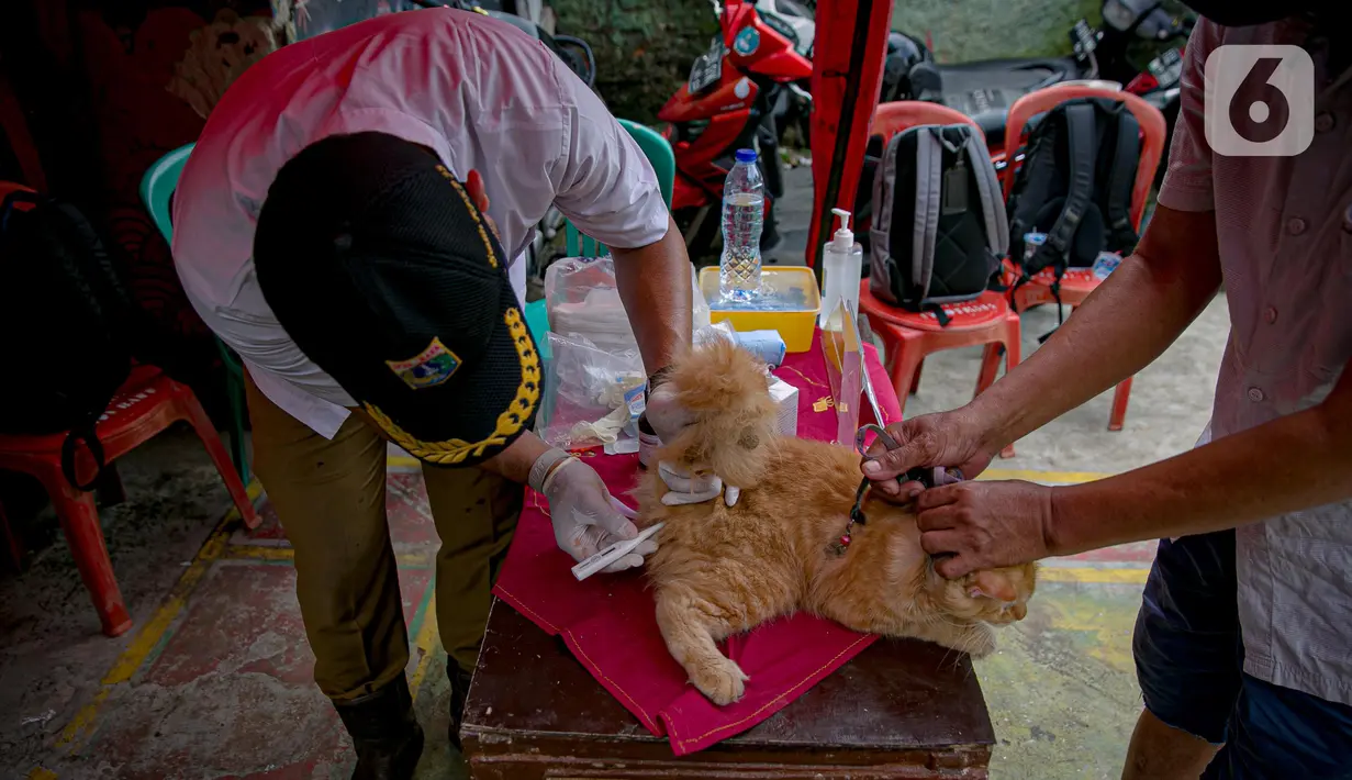 Petugas melakukan pemeriksaan kesehatan hewan peliharaan di Kawasan Tebet, Jakarta, Senin (22/2/2021). Dinas KPKP Provinsi DKI Jakarta mengadakan pemeriksaan kesehatan hewan peliharaan secara gratis bagi yang terdampak banjir. (Liputan6.com/Faizal Fanani)