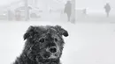 Seekor anjing liar duduk di jalan saat suhu turun hingga sekitar -50 derajat (-58 derajat Fahrenheit) di Yakutsk, Rusia pada Rusia, Sabtu (16/1/2021).  Yakutsk atau Yakutia tersohor sebagai kota terdingin di dunia. (AP Photo/Ajar Warlamov)