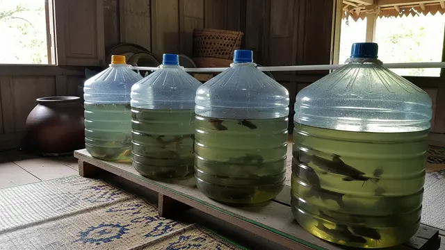 6 Tips Budidaya Lele Modal Kecil Pakai 4 Galon, Setahun Jalan Sudah Berhasil