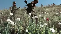 Militer Myanmar menemukan lahan opium (AP)