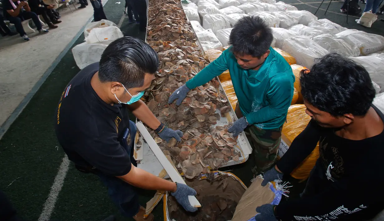 Petugas Bea Cukai merapihkan sisik trenggiling usai menggelar konpers di Bangkok, Thailand (2/2). Sisik trenggiling seberat hampir 3 ton dengan nilai 29 juta Baht atau sekitar Rp 10 miliar digagalkan Bea Cukai Thailand. (AP Photo/Sakchai Lalit)
