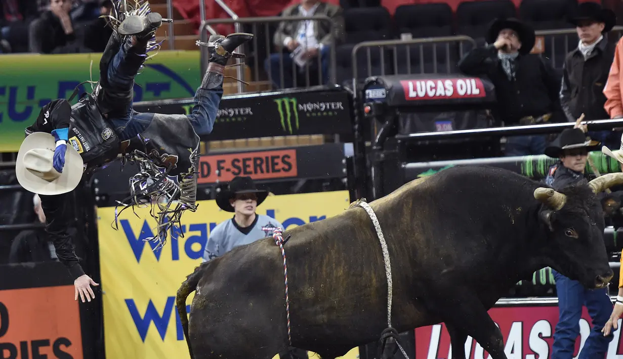 Tyler Harr terpelanting saat naik Kookaburra di Built Ford Tough Series Monster Energy Buck Off di Madison Square Garden, New York, AS, Jumat (6/1). (AFP PHOTO / TIMOTHY A. Clary)