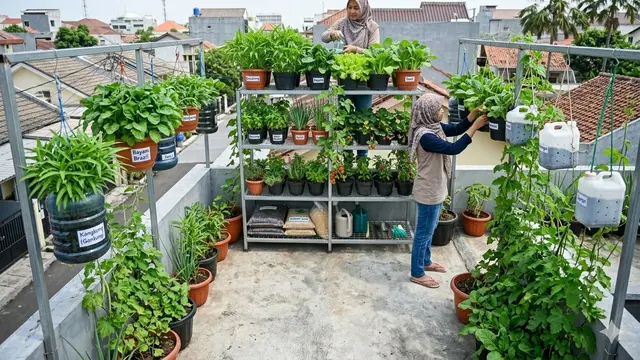 Ide Kebun Sayur Rambat di Atap Rumah