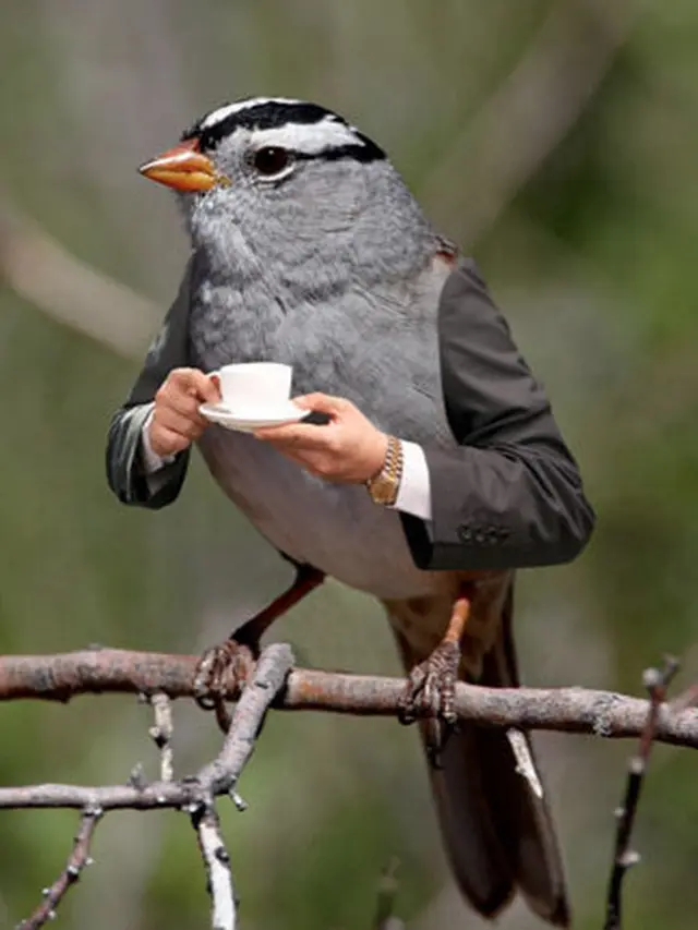 6 Editan Foto Burung dan Manusia Ini Enggak Habis Pikir, Absurd Maksimal