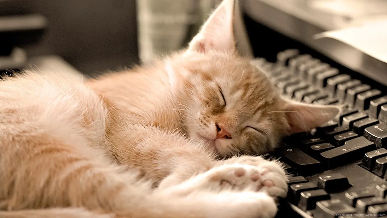 Ini Dia Kucing Paling Malas di Dunia