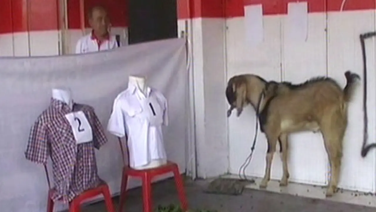 Kambing Ramal Pilpres - Liputan6 Pagi