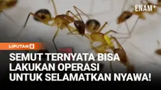 Saat salah satu kaki dari semut jenis tukang kayu ini terluka, teman-temannya di koloni melakukan sesuatu yang menakjubkan. Mereka mengamputasi kaki semut yang luka untuk menghentikan penyebaran infeksi.