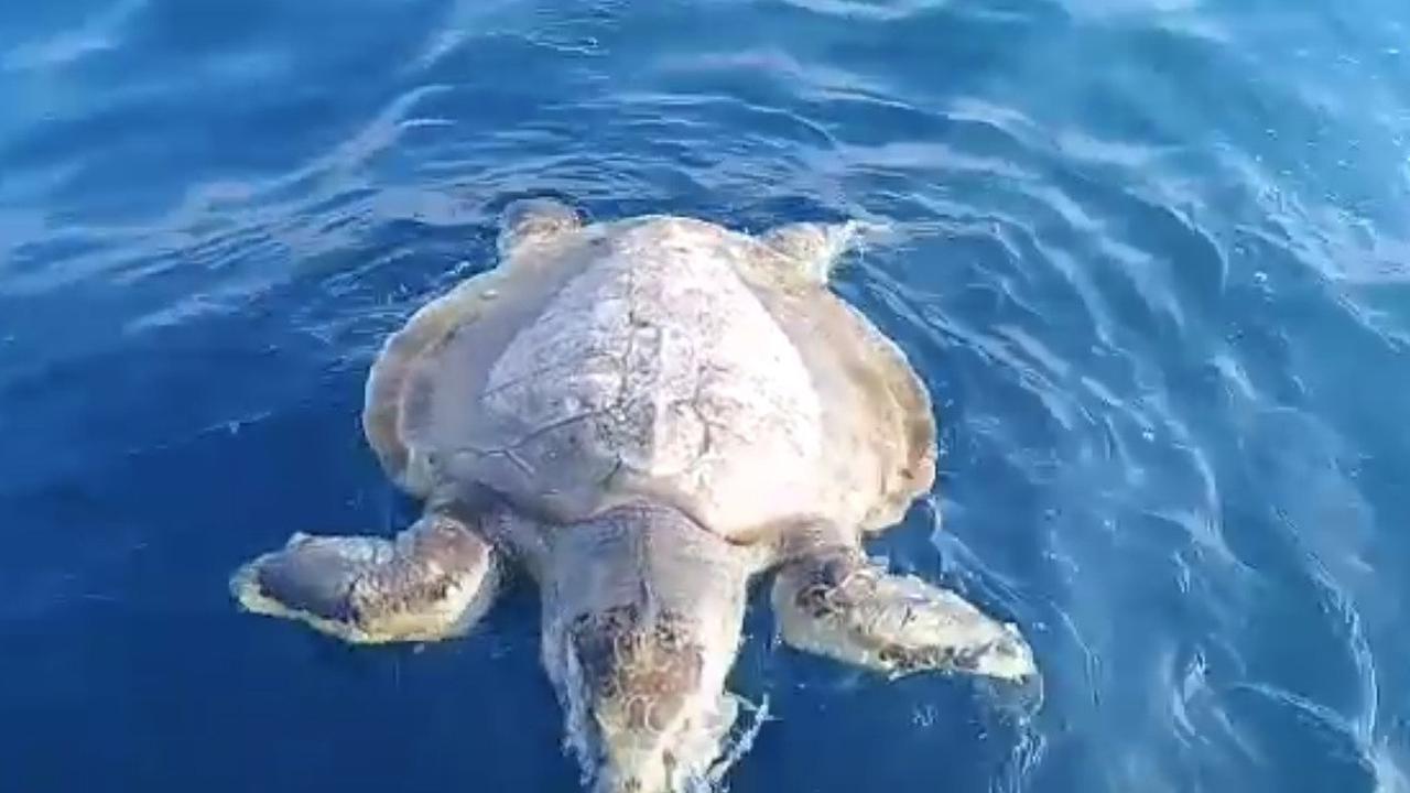 Penyu ditemukan mati mengambang di perairan Pulau Pari, Kepulauan Seribu, Jakarta. (Ist)