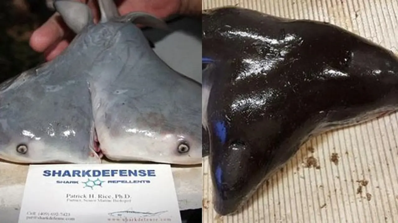 6 Temuan Langka Ikan Berkepala Dua, Aneh Tapi Nyata