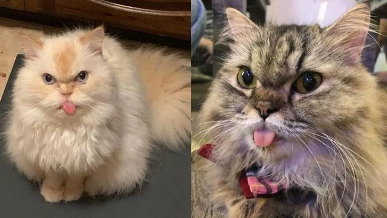 7 Potret Lucu Kucing saat Julurkan Lidahnya Ini Gemas Banget