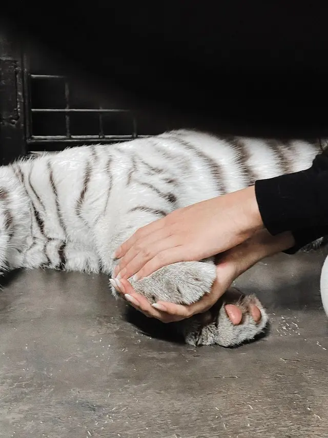 Tiara Andini bersama bayi harimau Selena. (Foto: Instagram/tiaraandini)