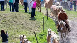 Sejumlah kuda berlari di lintasan saat menuju peternakan pejantan Haflinger di Meura, Jerman (29/4). Lebih dari 300 kuda jenis Haflinger tinggal di peternakan terbesar di Eropa tersebut. (AP Photo / Jens Meyer)