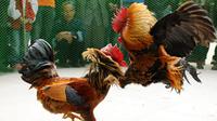 Ilustrasi sabung ayam. (Facebook)