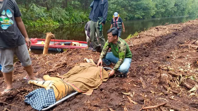 Personel BBKSDA Riau mengevakuasi harimau sumatra yang menerkam pekerja di Kabupaten Pelalawan hingga tewas.