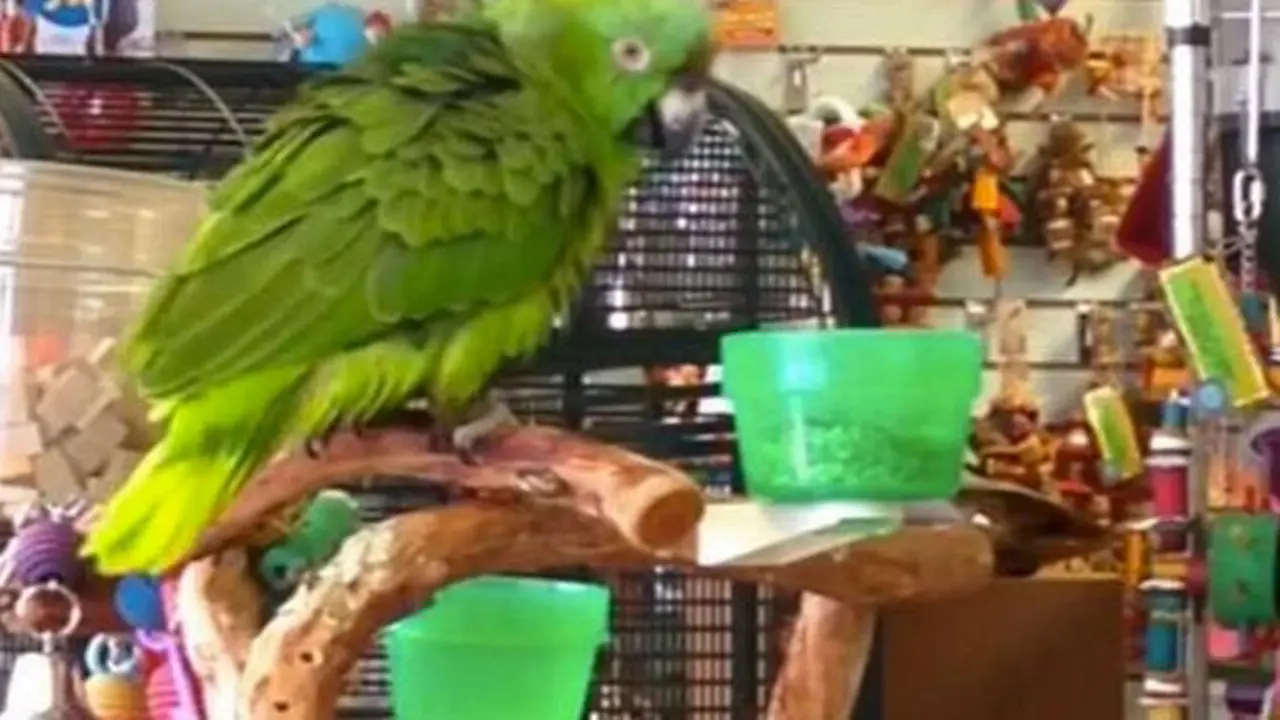 Burung beo bernyanyi