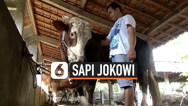 VIDEO: Gombloh, Sapi Kurban Pilihan Presiden Jokowi