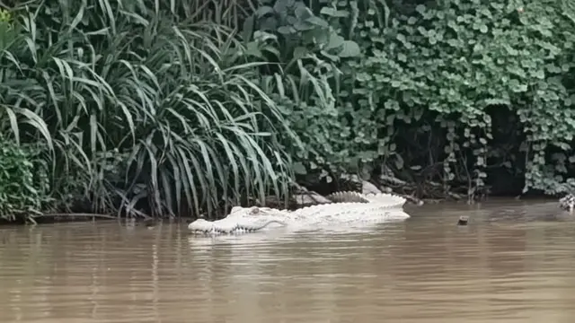 Penampakan buaya putih gegerkan warga di Lampung