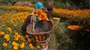 Seorang wanita Nepal memetik bunga marigold di Kathmandu, Nepal, (17/10). Bunga marigold digunakan sebagai persembahan kepada dewa-dewa Hindu dan juga untuk tujuan dekoratif selama festival Tihar. (AP Photo/Niranjan Shrestha)