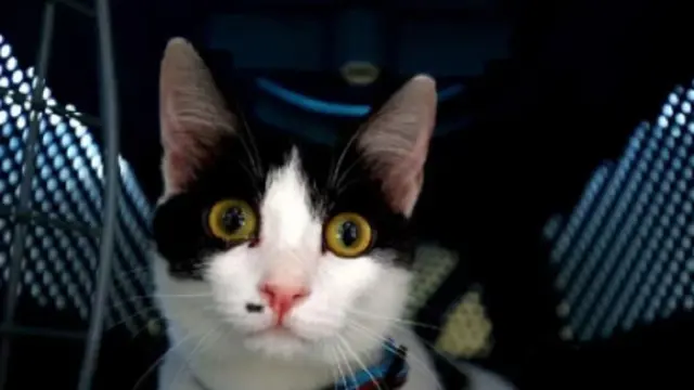 Pukul Kucing Pakai Besi hingga Lumpuh, Kakek 79 Tahun Terancam Bui