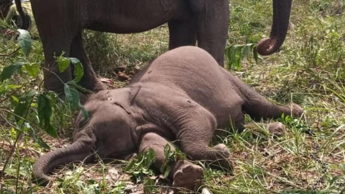 Surat Terbuka dari Warga Biasa untuk Istana demi Selamatkan Tesso Nilo dan Makhluk Hidup di Dalamnya