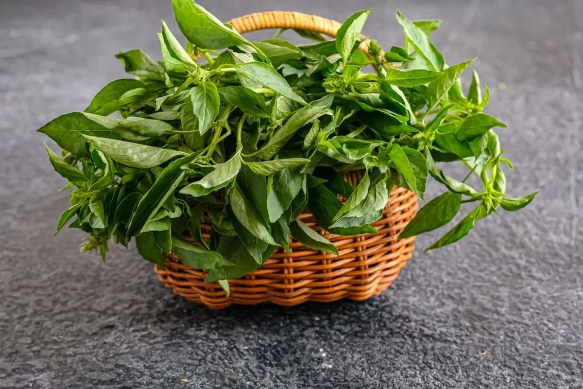 daun kemangi