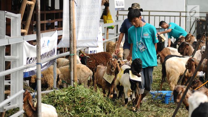 Petugas membawa hewan kurban di Lapangan Masjid Al Azhar, Jakarta, Jumat (1/9). Masjid Al Azhar Jakarta memotong dan mendistribusikan ratusan hewan kurban pada Hari Raya Idul Adha 1438 H. (Liputan6.com/Helmi Fithriansyah)