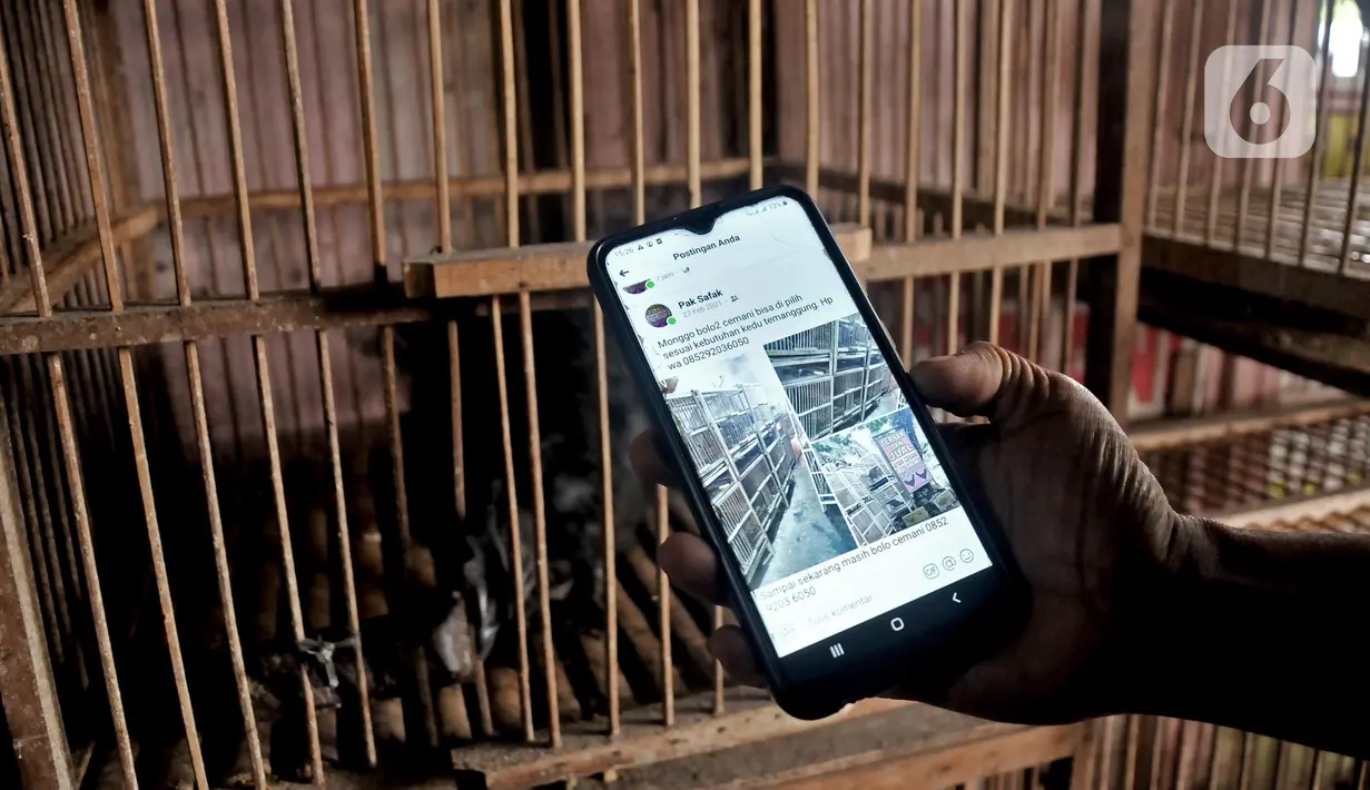 Safak ketika memasarkan ayam Cemani melalui media sosial di peternakan rumahan kawasan Kedu, Kabupaten Temanggung, Jawa Tengah (27/2/2023). Ayah dua anak ini merupakan generasi ketiga peternak ayam Cemani meneruskan kakeknya sejak tahun 2000. (merdeka.com/Iqbal S Nugroho)